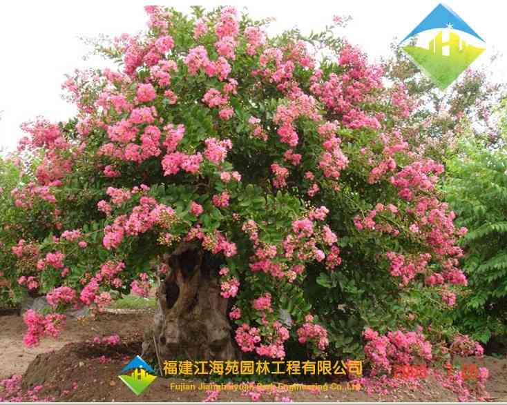 紫薇——江海苑苗木.jpg 紫薇——江海苑苗木.jpg