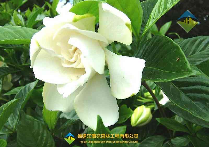 栀子花——江海苑苗木 栀子花——江海苑苗木