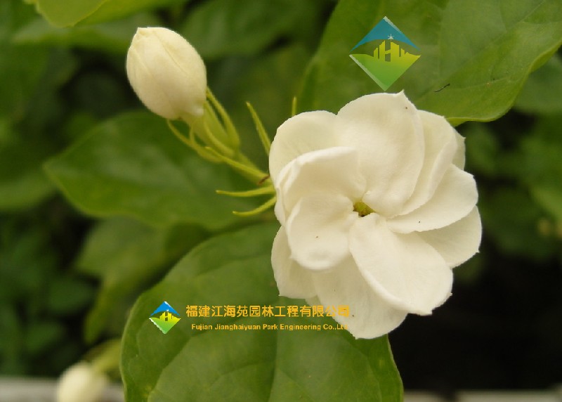 茉莉——江海苑园林 茉莉——江海苑园林