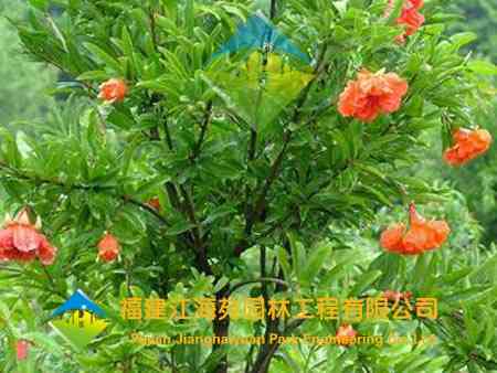 花石榴——江海苑苗木 花石榴——江海苑苗木