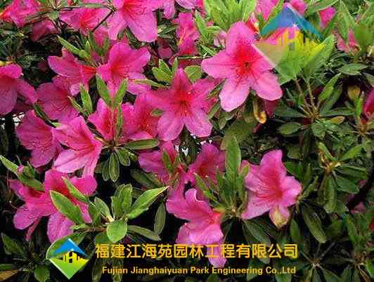毛杜鹃——江海苑苗木 毛杜鹃——江海苑苗木