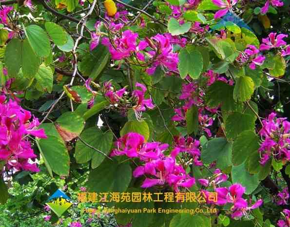 红花羊蹄甲——江海苑苗木 红花羊蹄甲——江海苑苗木
