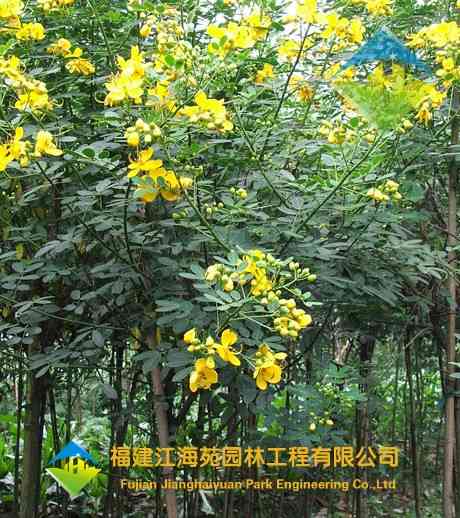 黄花槐——江海苑苗木 黄花槐——江海苑苗木