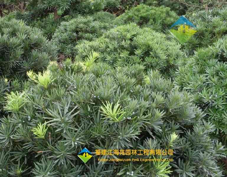 罗汉松球——江海苑苗木 罗汉松球——江海苑苗木
